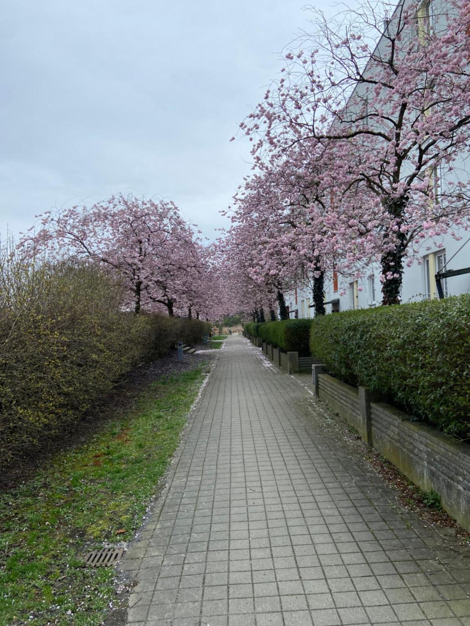 Nahe Airport Ber/ Adlershof Apartment Schoenefeld Exterior photo